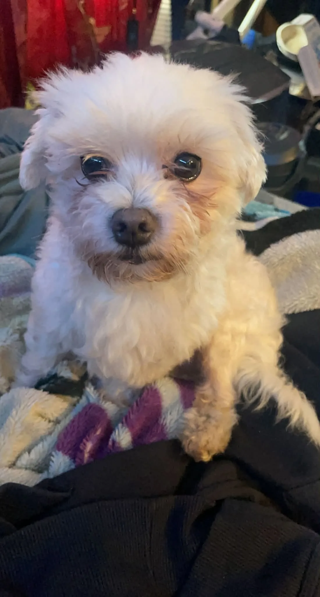 Photo of Caesar