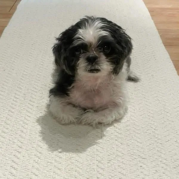 Foto commemorativa 1 di Daisy