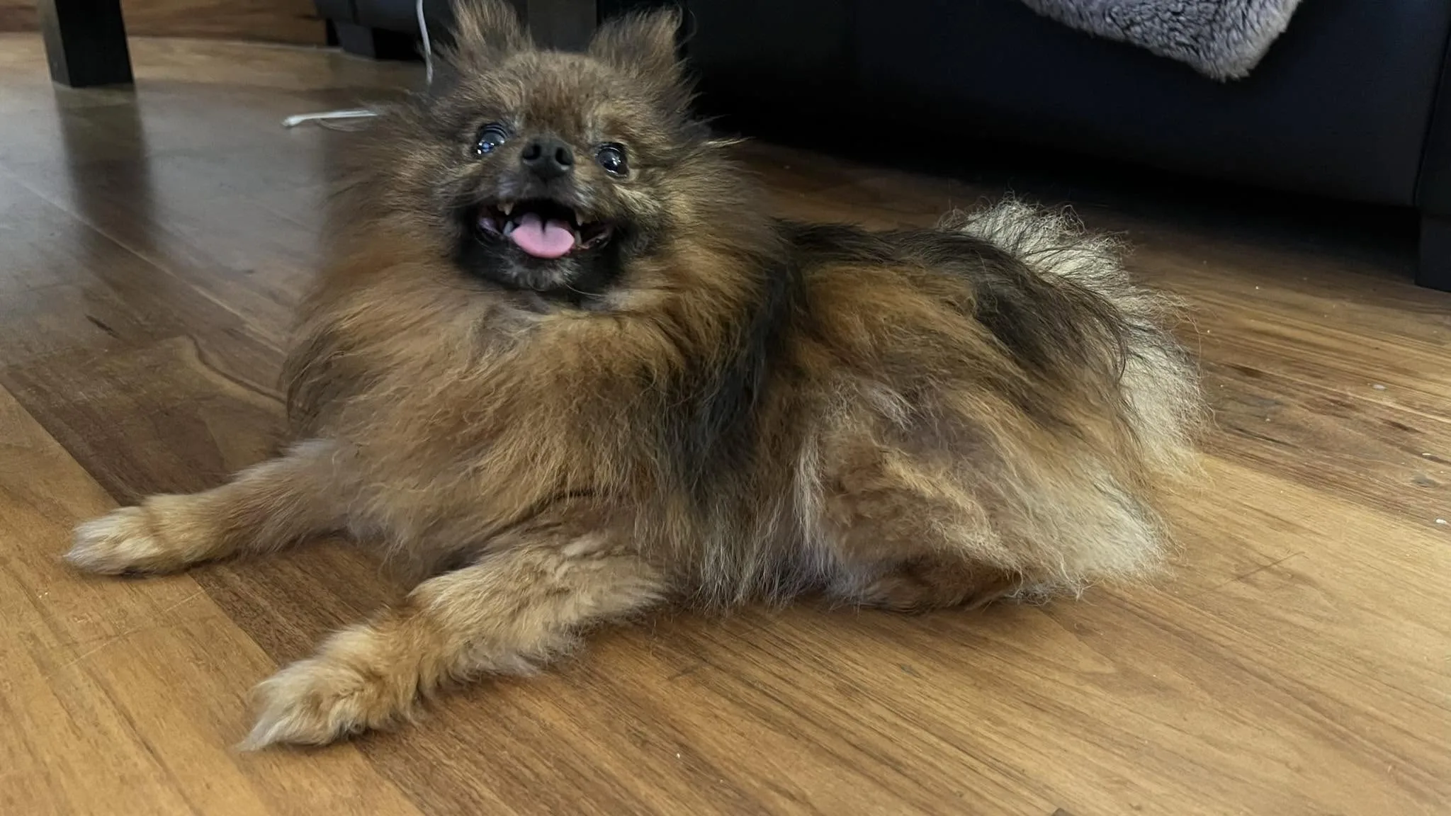 Portrait de Boo