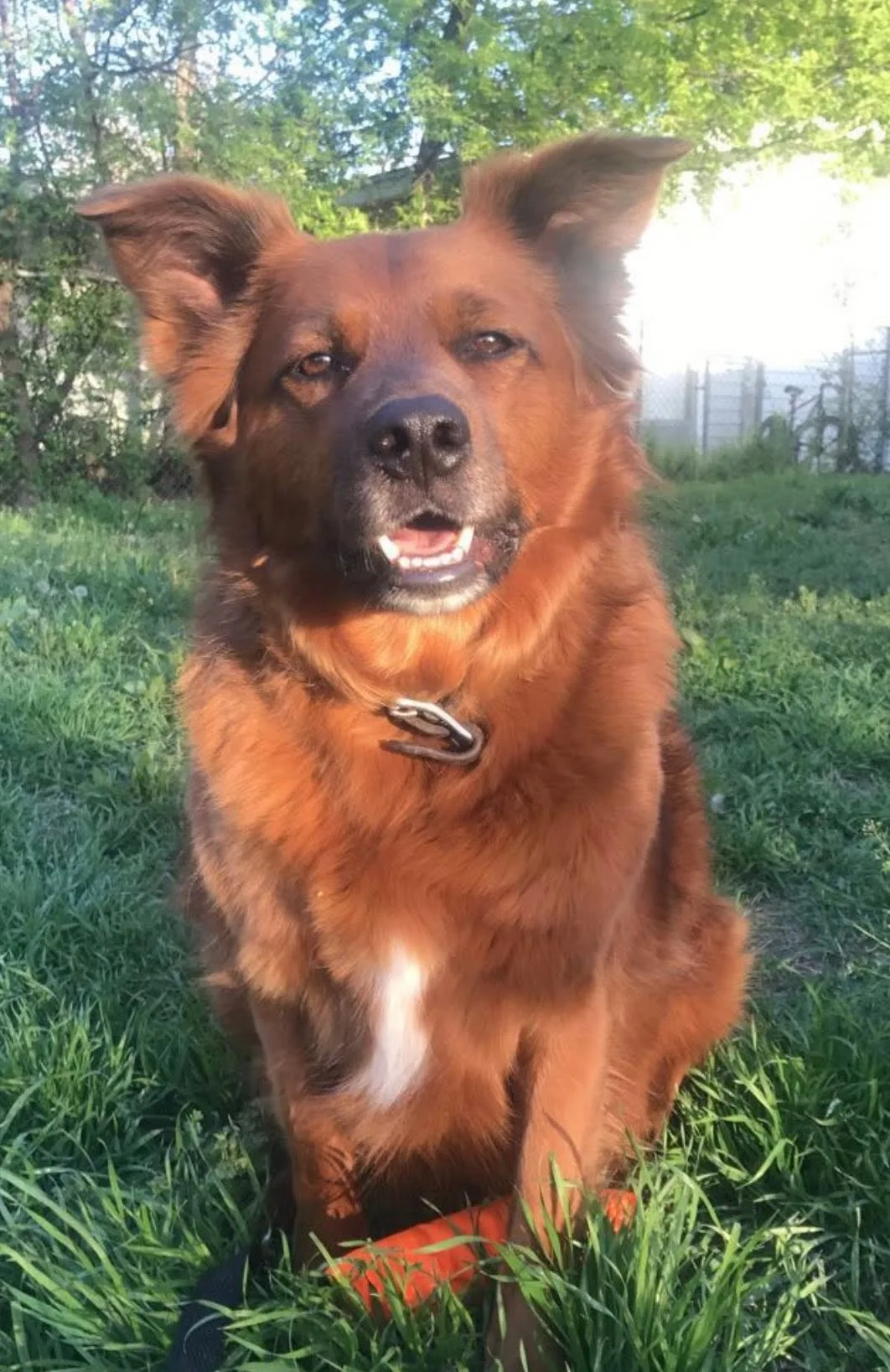 Portrait de Bear